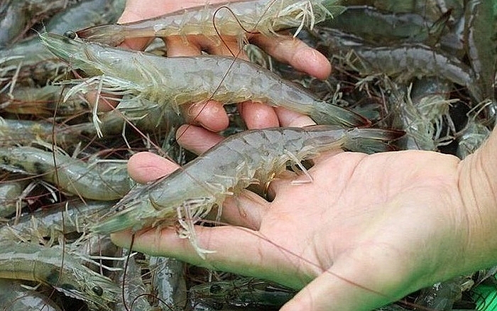 Tôm Việt Nam chiếm 30% thị phần tại Canada